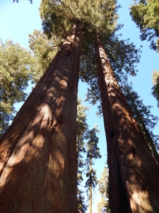 Take in two giant sequoias and call me in the morning.
